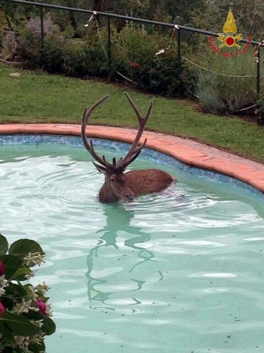 Tuffatore insolito. Cervo cade in piscina, salvato dai pompieri