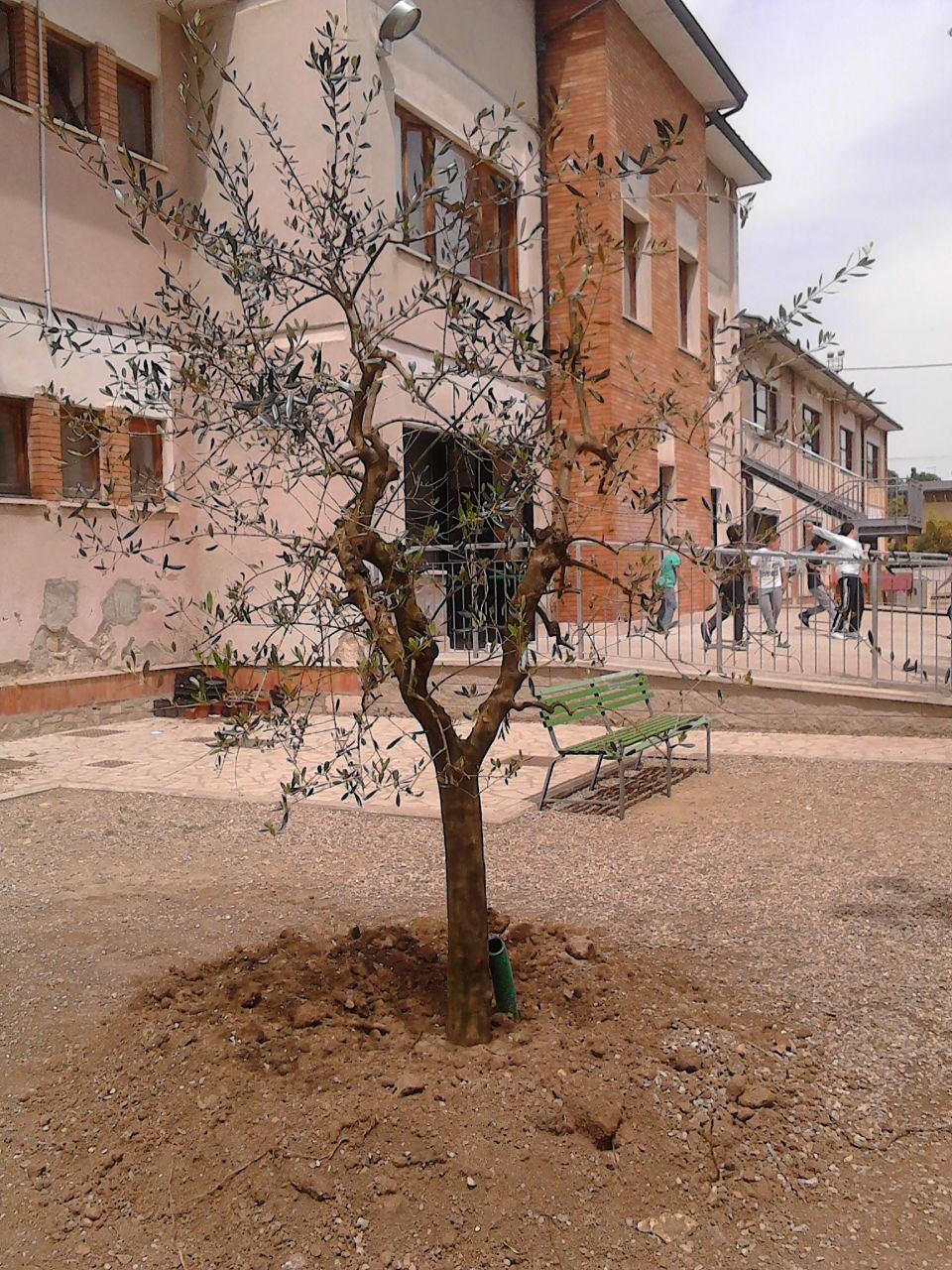 Gli alunni classe ’72 donano un olivo per il giardino della scuola