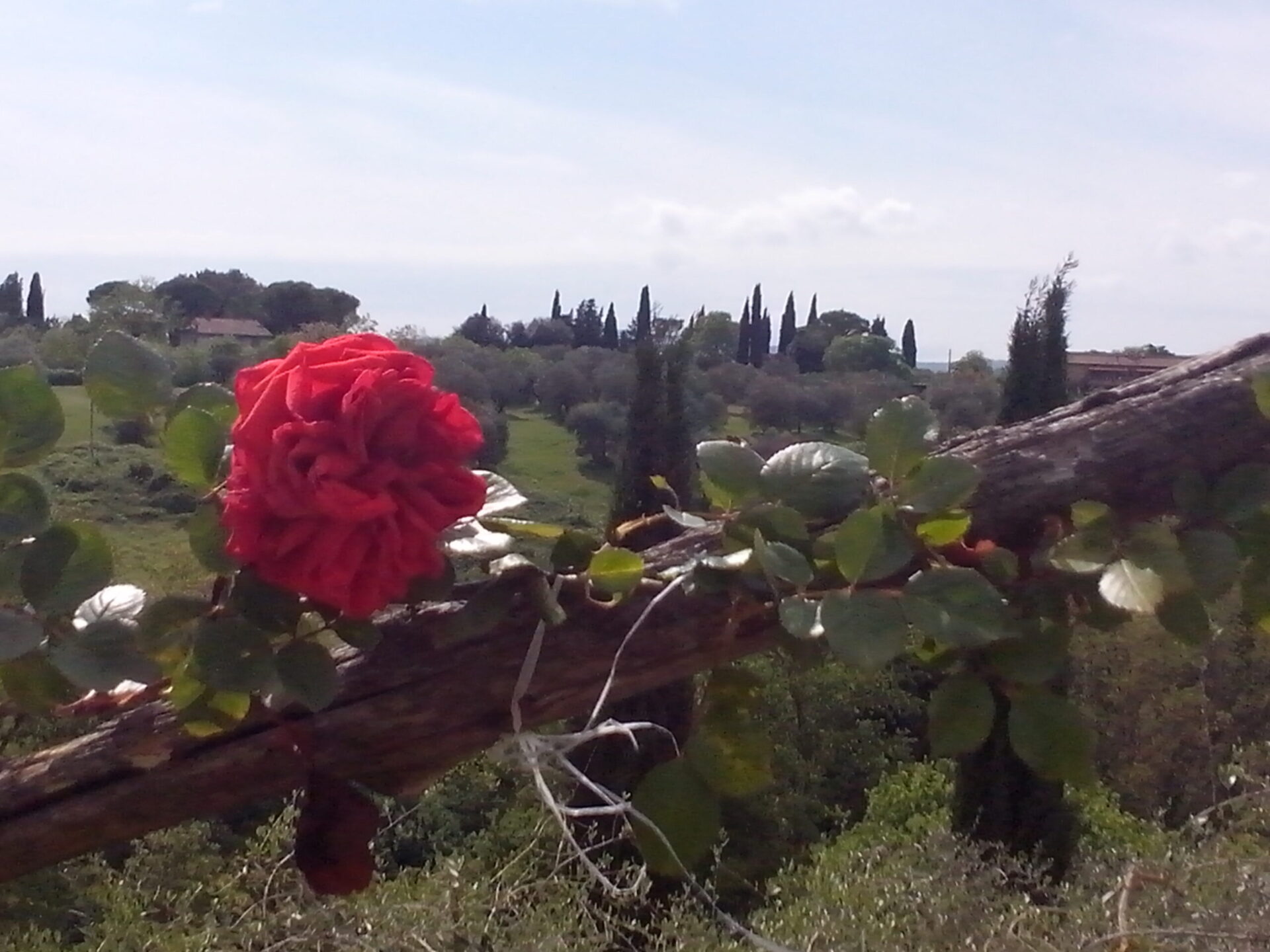 Rosa dei venti