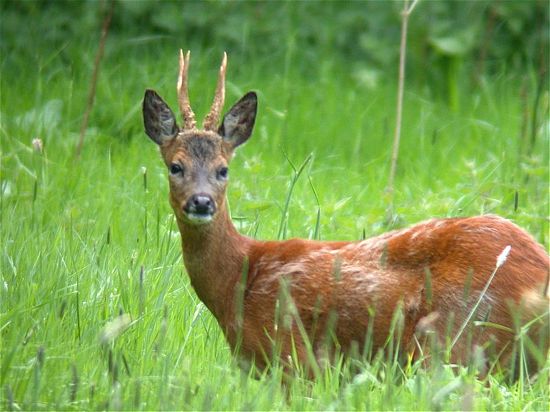 Capriolo goloso. A passeggio per Firenze, l’animale è stato catturato in una gastronomia