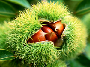 Il futuro della castanicoltura passa dalla lotta biologica al cinipide galligeno