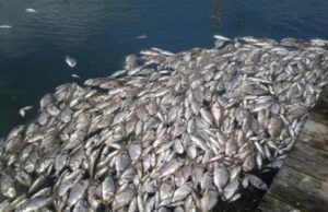 Laguna di Orbetello, è emergenza: dalla regione Toscana 1 milioni di euro. Il sindaco: Spiagge balneabili