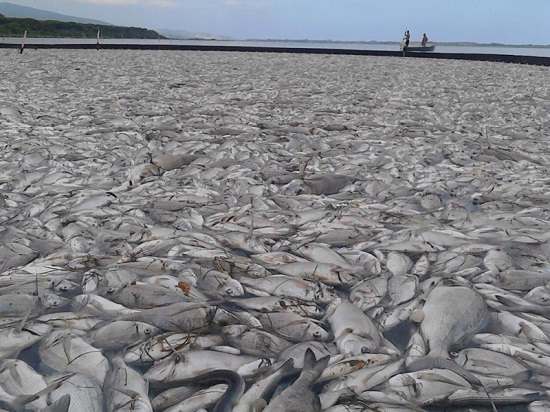 Laguna in crisi. Orbetello, il rimedio della Regione: «Governance adeguata e tempi brevi»