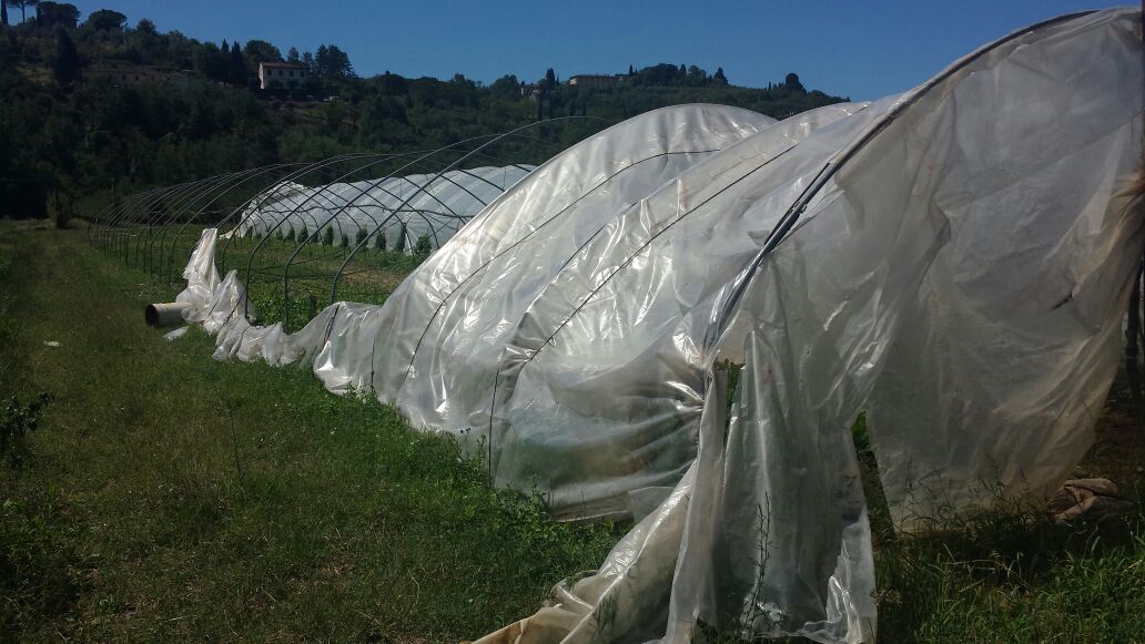 In ginocchio. Il tornado di Firenze ha devastato le produzioni agricole