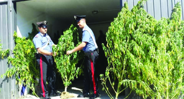 Bosco stupefacente. Occulta 31 piante di marijuana, arrestato nel Mugello