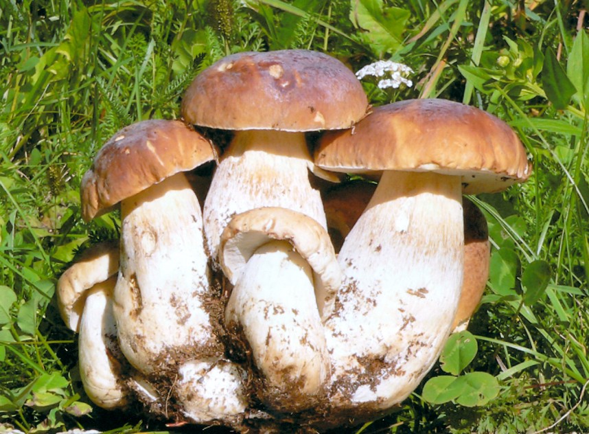 Funghi spontanei: le associazioni che promuovono il territorio potranno realizzare la raccolta a pagamento