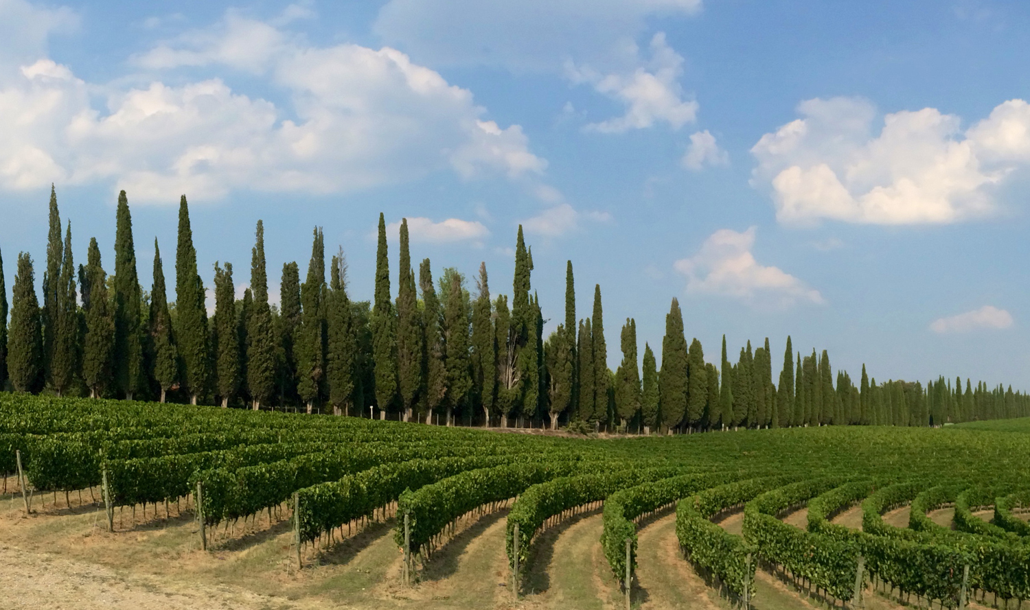 Arceno, dove il Chianti parla al femminile. Con passione e competenza