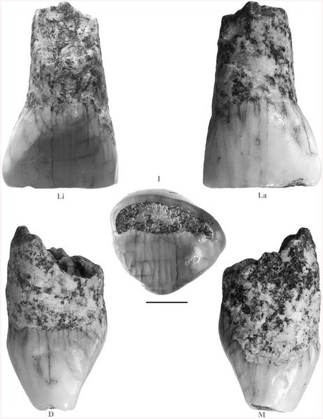 Dente preistorico. Scoperto il reperto umano più antico d’Italia