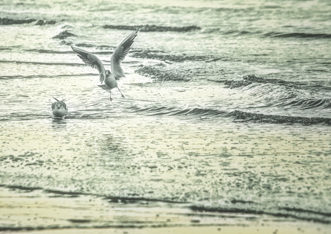 In volo