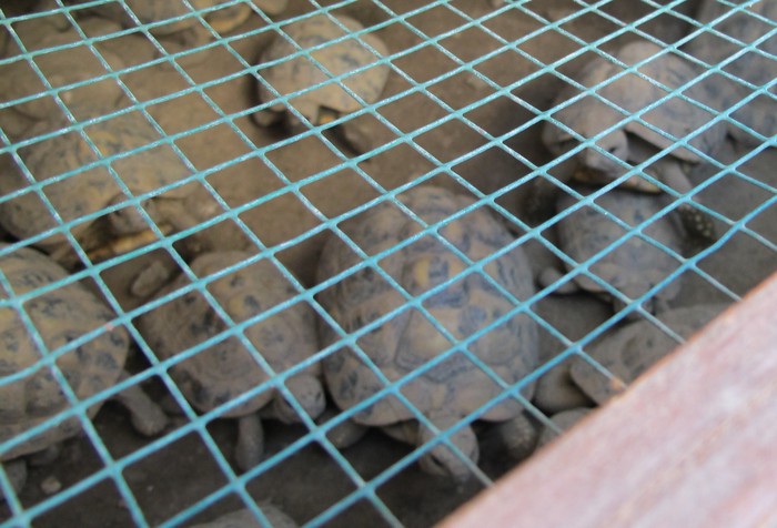 Animali maltrattati. Sequestrate nel fiorentino 28 tartarughe, erano detenute illegalmente