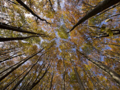Nuova regolamentazione selvicolture in Toscana