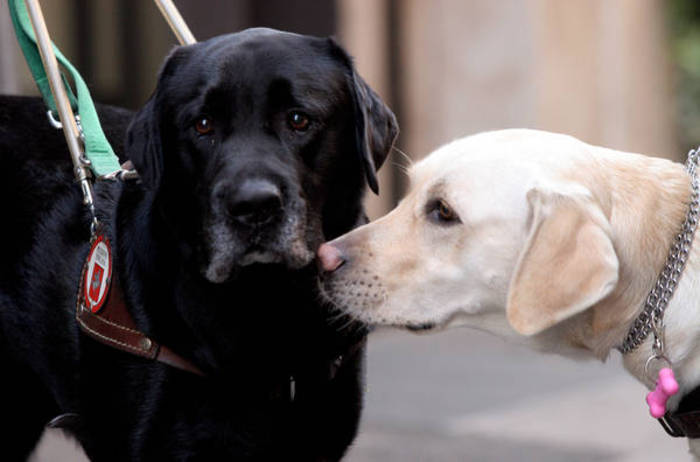 Reinserimento sociale con Fido. Cani guida cuccioli affidati a detenute