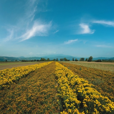 Agricoltura di qualità. Da Regione cabina di regia, ma Aboca non cambia idea sul trasferimento