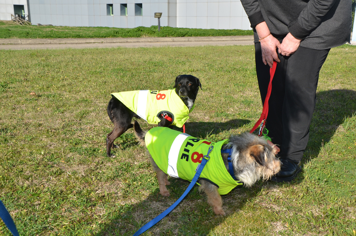 Soccorso canino. Cuccioli abbandonati nel cassonetto, li adotta la centrale del 118