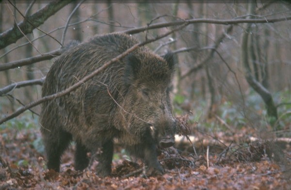Mattatoio comunale certifica tracciabilità della carne di cinghiale, il sindaco: «Garanzia per il consumatore»