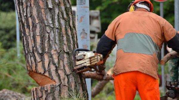 Parco della Rimembranza, via alle operazioni di abbattimento dei pini