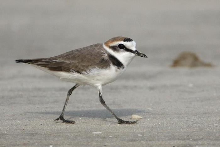 Save fratino. Al Parco di San Rossore campagna per evitare estinzione specie protetta