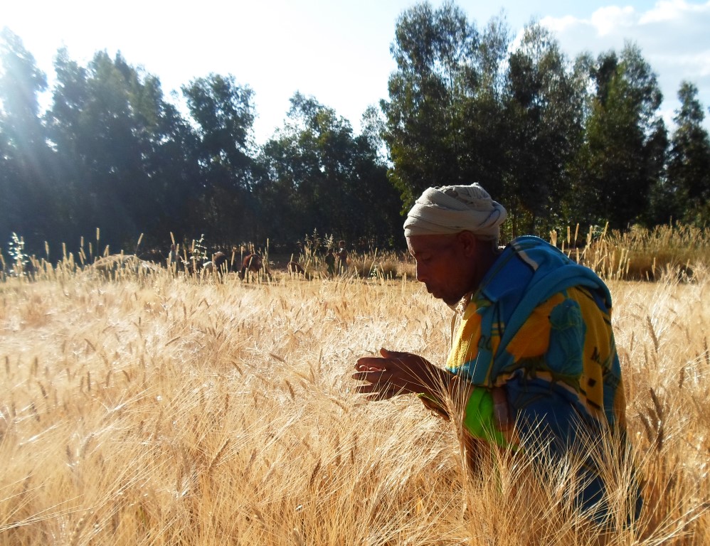Oro africano. Dal grano etiope la strada per salvare i raccolti dai cambiamenti climatici