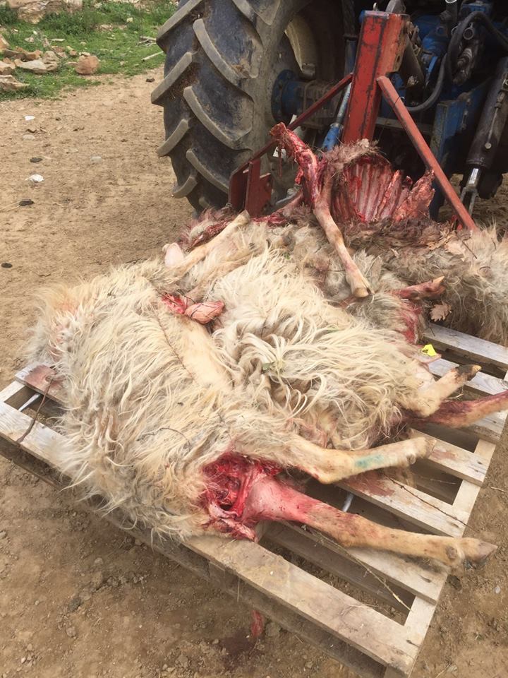 Mattanza continua. La macabra fine della pastorizia in Maremma