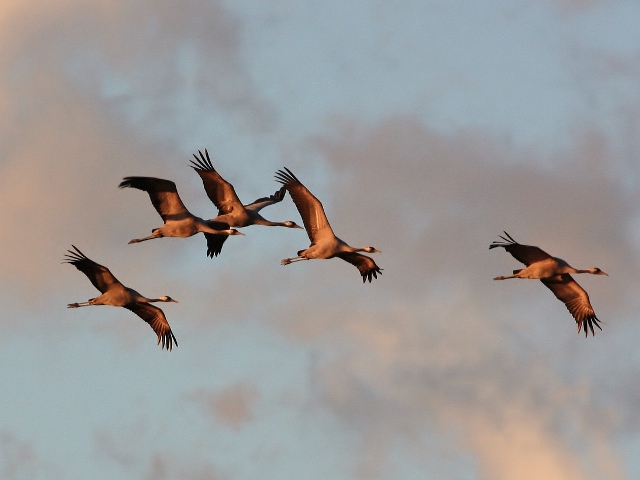 Spettacolo della natura. 1.200 gru in volo sul Padule di Fucecchio