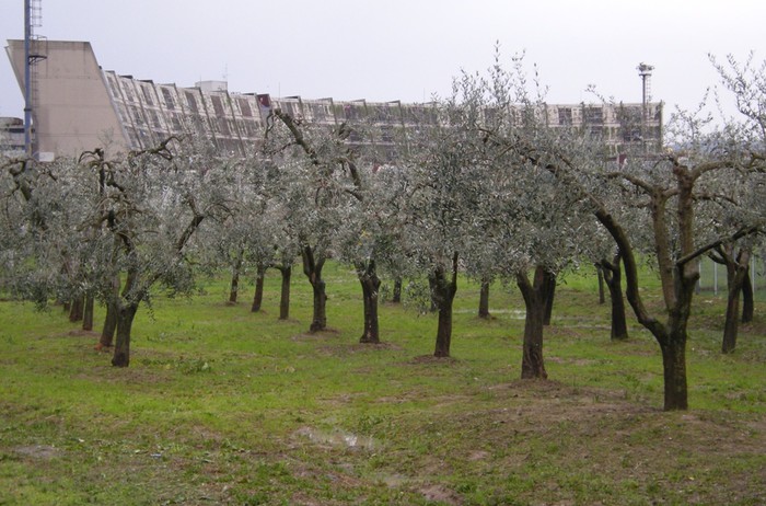 Agricoltura riabilitativa. Dopo il vino di Gorgona, a Sollicciano i detenuti producono olio