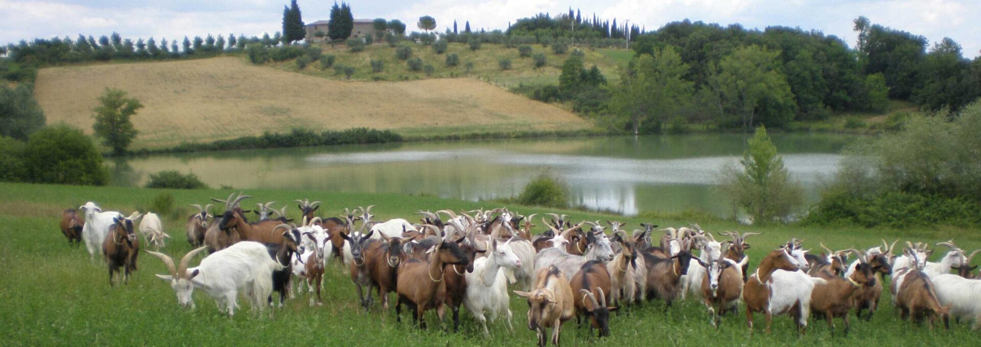 La magia del latte. Tutto il sapore delle colline senesi in ogni pezzo di formaggio