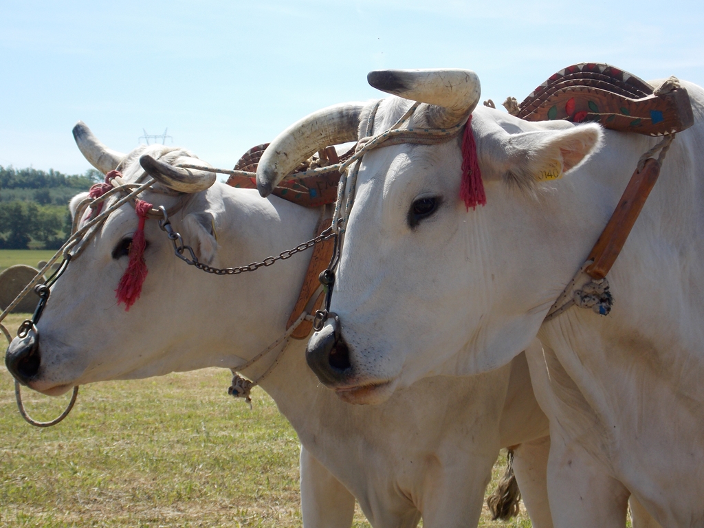 Chianina che passione. Il Gigante Bianco nella Valle d’origine. Dal 27 maggio al 5 giugno a Bettolle