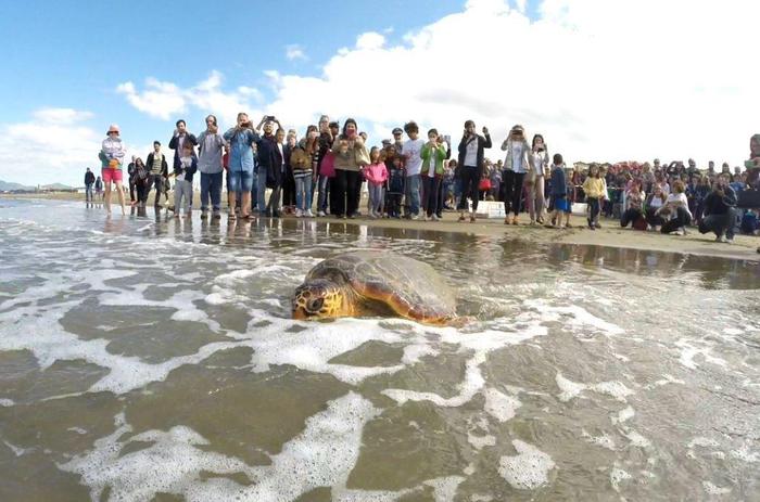Ritorno in mare. Tartarughe rimaste impigliate nelle reti riprendono il largo dopo le cure