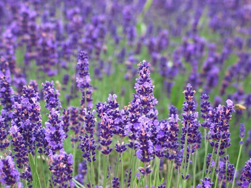 La lavanda del Chianti. A Casalvento il regno delle piante officinali