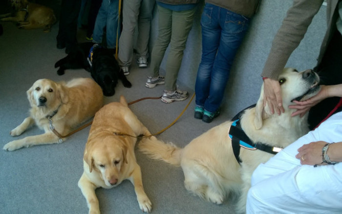 Cani in corsia. Pet therapy in rianimazione, a Careggi il primo progetto in Italia