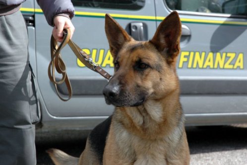 Attività anti-droga. Vasta operazione a Livorno, 17 arresti