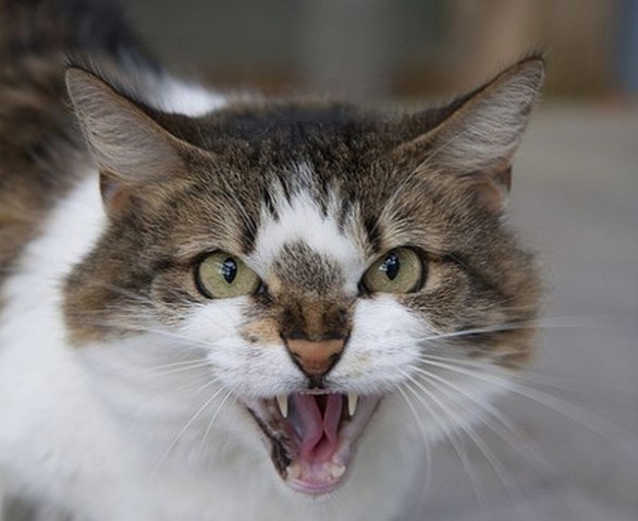 Felino in Duomo. Graffi e morsi al parroco aggredito da un gatto a Pontedera