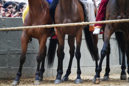 Tutti a processo. Palio di Siena, 3 fantini e un veterinario di Viterbo rinviati a giudizio per maltrattamento animale