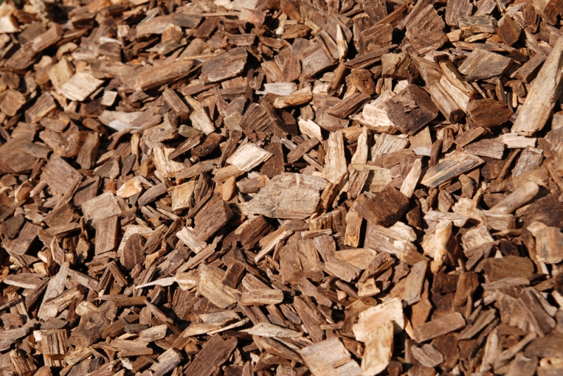 Economia della montagna, il rilancio parte dalla filiera del bosco
