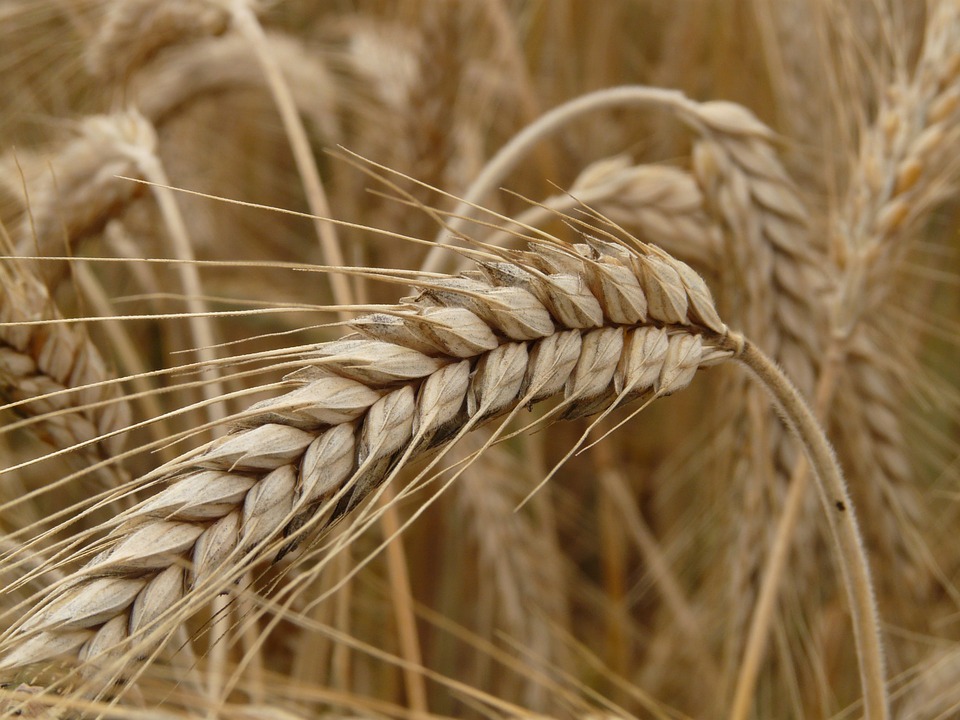 Grano. Agricoltori toscani sottopagati. Per ogni ettaro ci rimettono 200 euro. Cia: «Invasione dall’estero è continua e senza garanzie sulla salute dei consumatori»