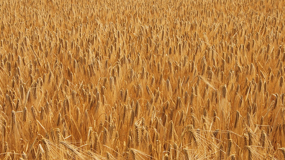 Il domani è oggi per l’agricoltura con il convegno on line sul Piano di Sviluppo Rurale 2021 – 2027