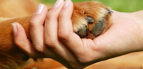 Un coala dal cuore felice. Al via raccolta fondi toscana per progetti di pet-therapy