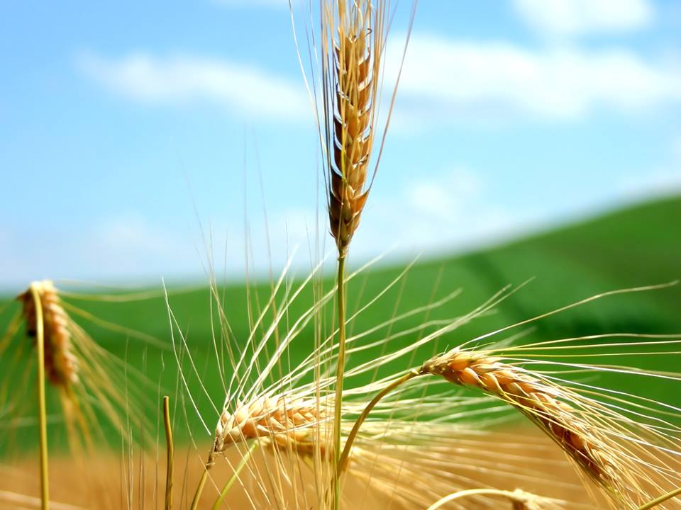 Produttori sottopagati, il grano senese a rischio estinzione