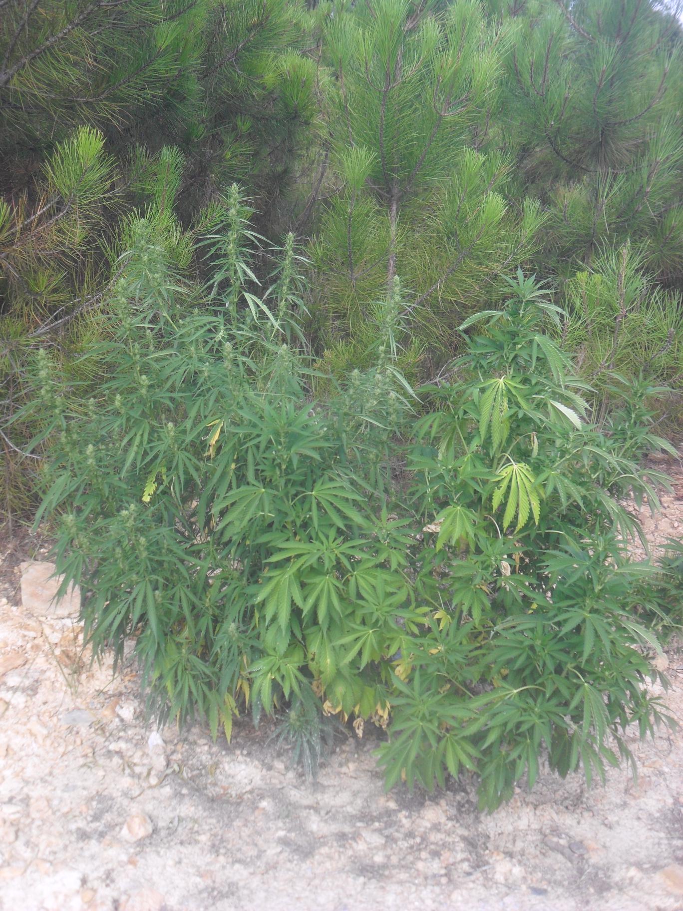 Marijuana agli irti colli. Piantagione nella riserva naturale, sequestrata da GdF