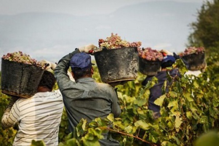 Caporalato: positivo il Protocollo toscano per il contrasto della criminalità nei campi. Legge nazionale da rivedere: «Tutti i reati sullo stesso piano»