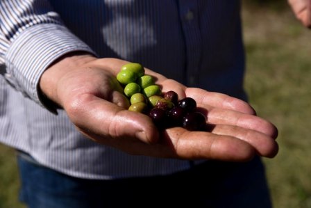 Raccolta olive, in Toscana manca manodopera e resa ai minimi storici. Ma qualità eccellente