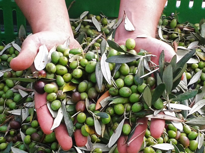 Oro liquido. Festa dell’olio a Castelmuzio: «Dalla terra la base di una sana alimentazione»