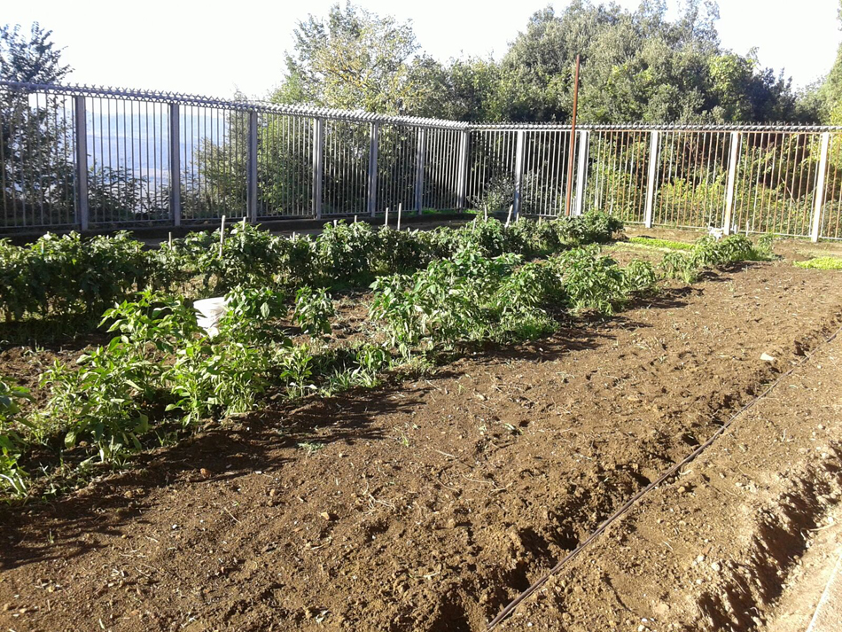 Centomila orti in Toscana. Nel carcere dei detenuti-agricoltori si presenta la “Guida per una orticoltura pratica”