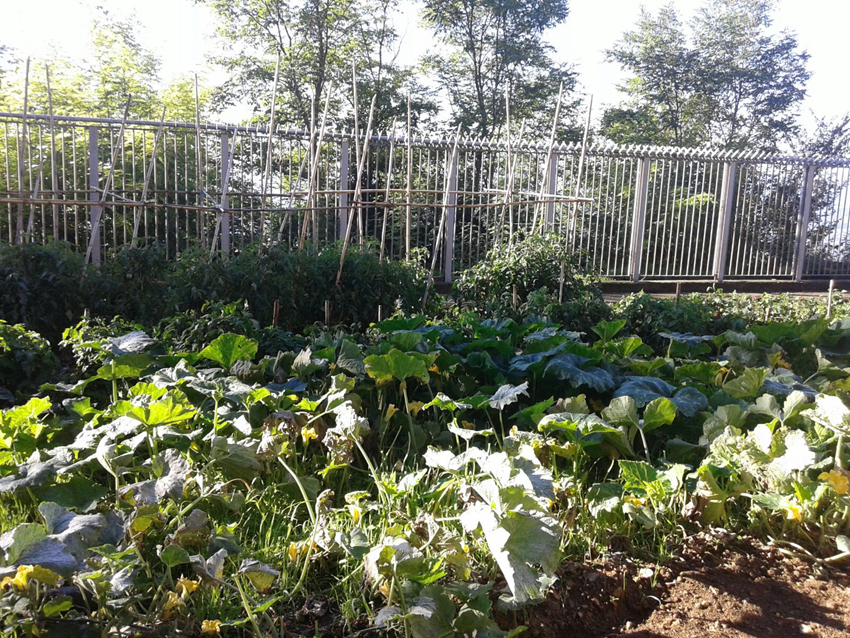 Coronavirus. Toscana, via libera a spostamenti per agricoltura amatoriale