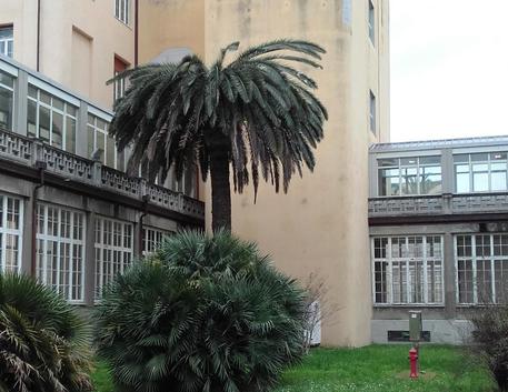 Sotto attacco. Emergenza punteruolo rosso, Livorno abbatte 14 palme