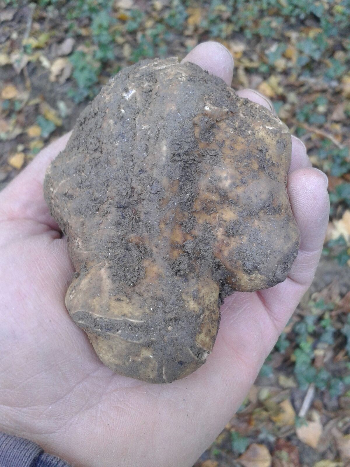 Asciano per Norcia,  il tartufo bianco delle Crete Senesi per la ricostruzione