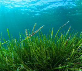 Toscana terra di alghe. La geotermia per coltivare la spirulina, a Chiusdino si sperimenta