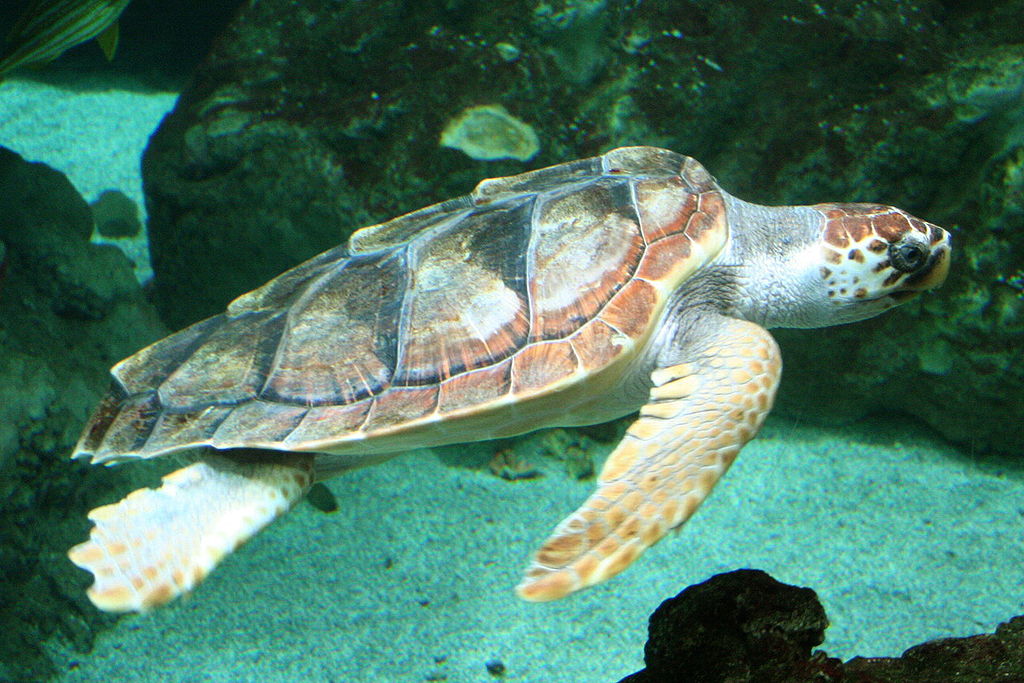 Gli amici delle tartarughe. A Grosseto il primo corso di formazione a tutela dei nidi delle Caretta Caretta