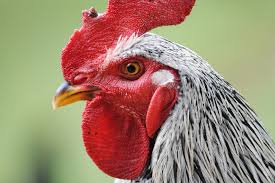 Festa ma non per tutti. In Cina inizia l’anno del Gallo, il Chianti Classico lo vieta in etichetta