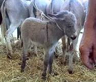 Buono e nutriente. Latte di asina amiatina per i bimbi allergici a quello di mucca